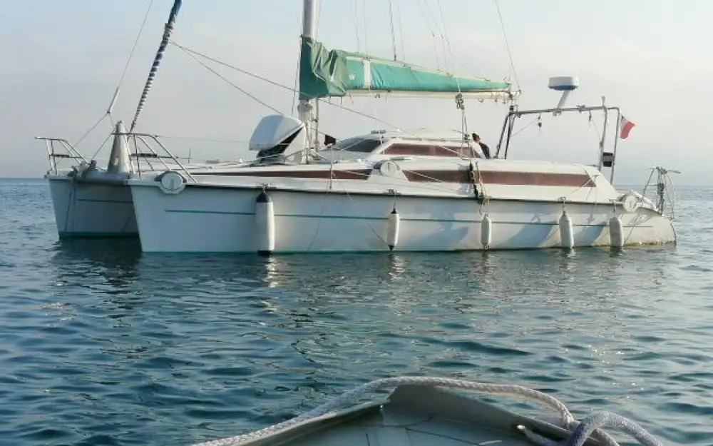 EdelEdel Cat 35