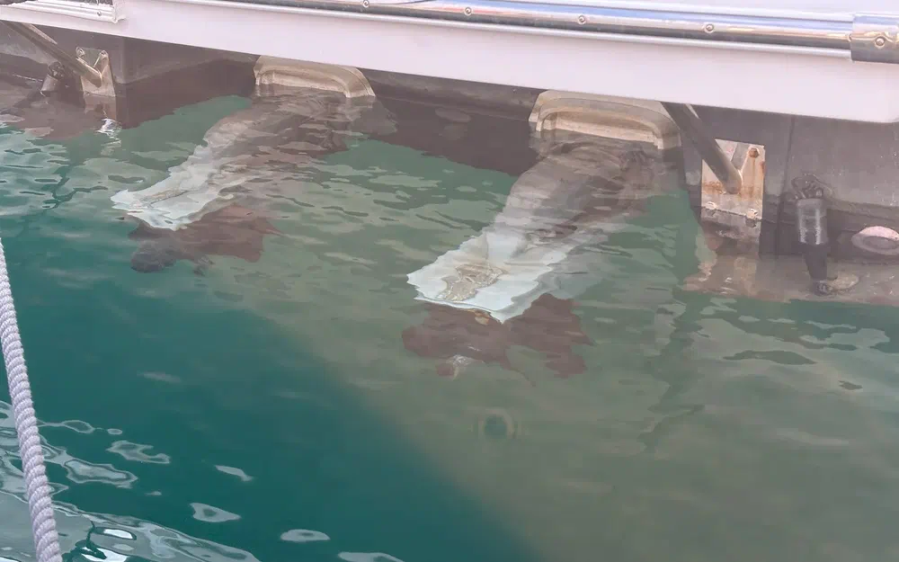 slider 59 Jeanneau Leader 40