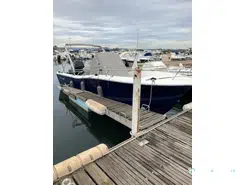 White Shark  246