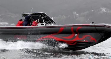 Narwhal Fast 1100