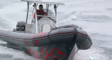 Narwhal Fast 1100