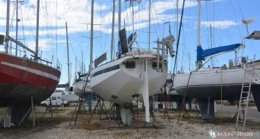 Amateur Reve Des Tropiques