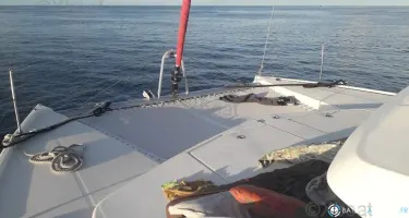 Leopard  38