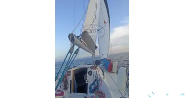 Delphia  28