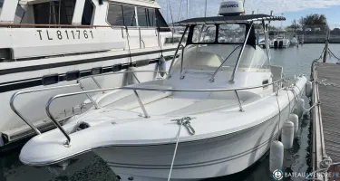 White Shark  248