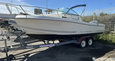 White Shark  226