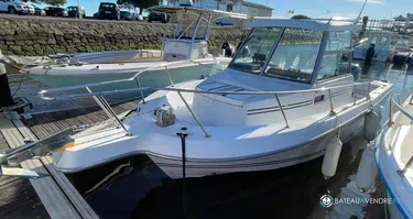 Sea Hawk  226