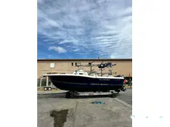 White Shark  268