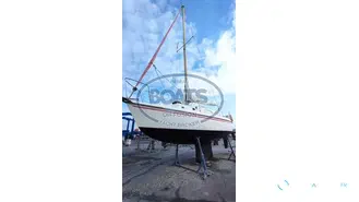 Westerly Tiger