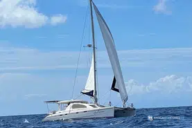 Leopard  43